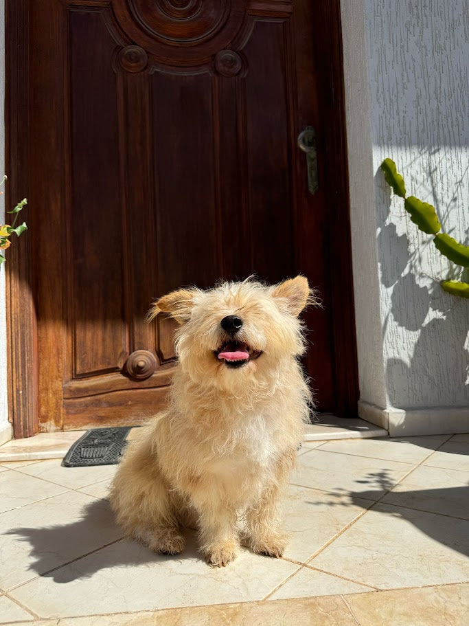 Illustration Magique de Votre Compagnon – Impression sur Toile